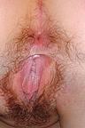 sheer pantie with hairy pussy