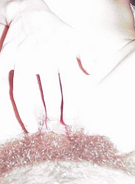 cate we are hairy