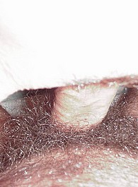 abbey atk hairy